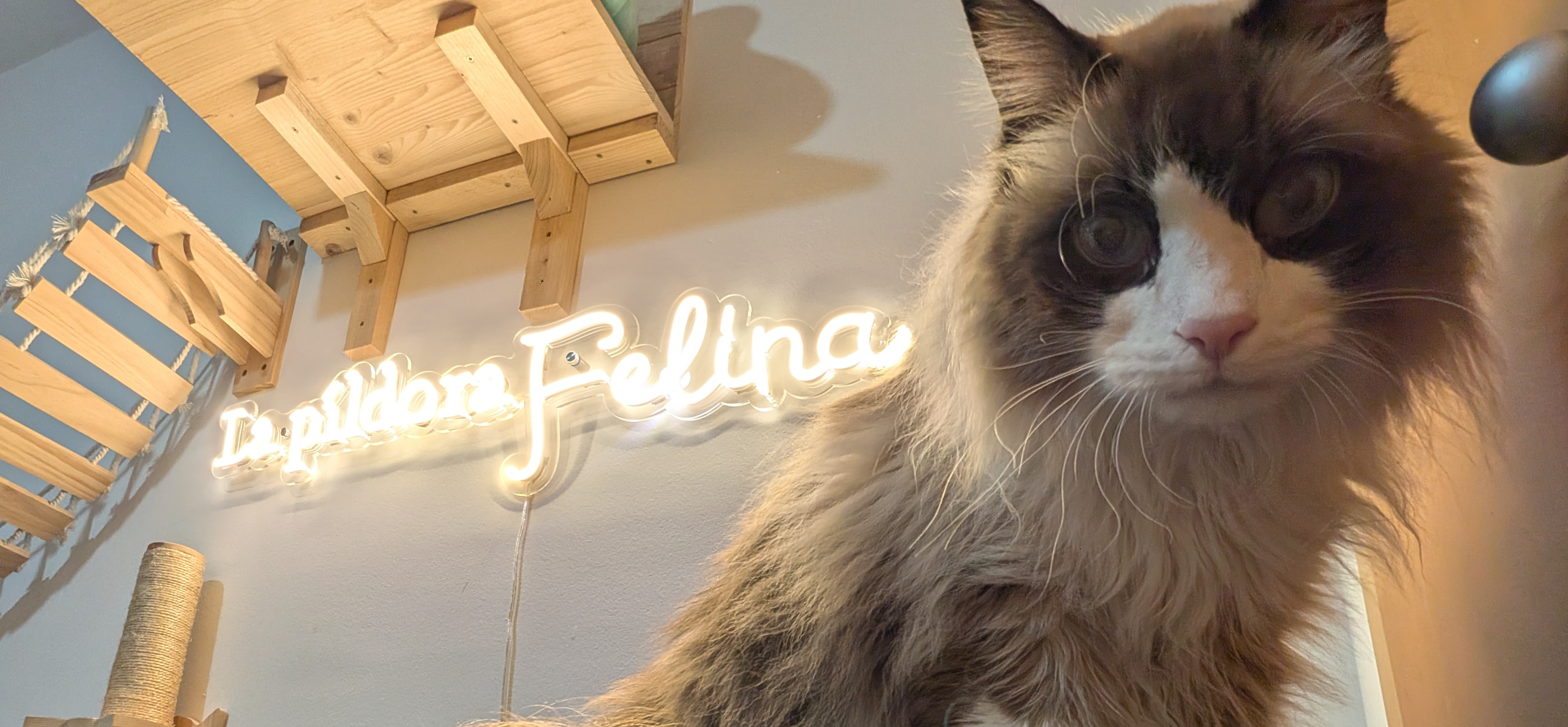Banner Cumple Pu.png
