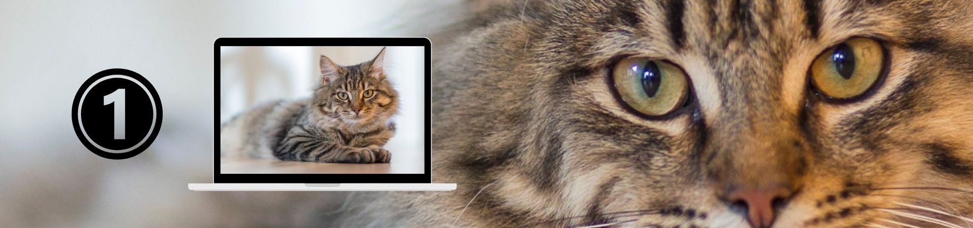Introducción al comportamiento Felino – 1. ¿Qué es un felino?