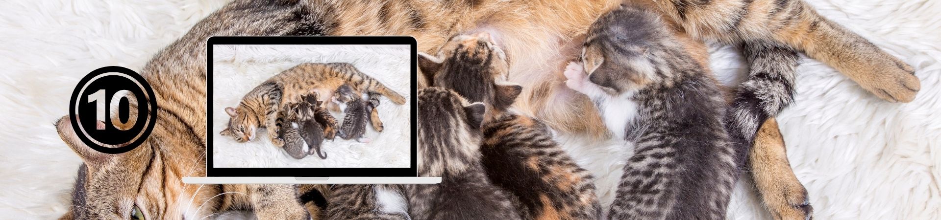 Introducción al comportamiento Felino – 10. El ciclo de vida del gato y cambios conductuales