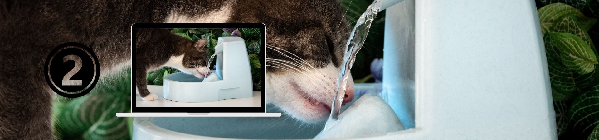 Nutrición felina para una vida saludable – 2. Agua e hidratación