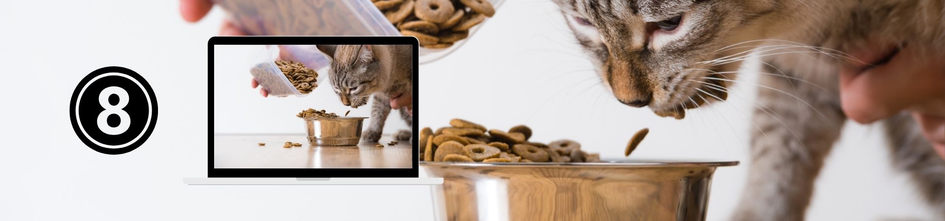 Nutrición felina para una vida saludable – 8. Piensos buenos, bonitos y baratos