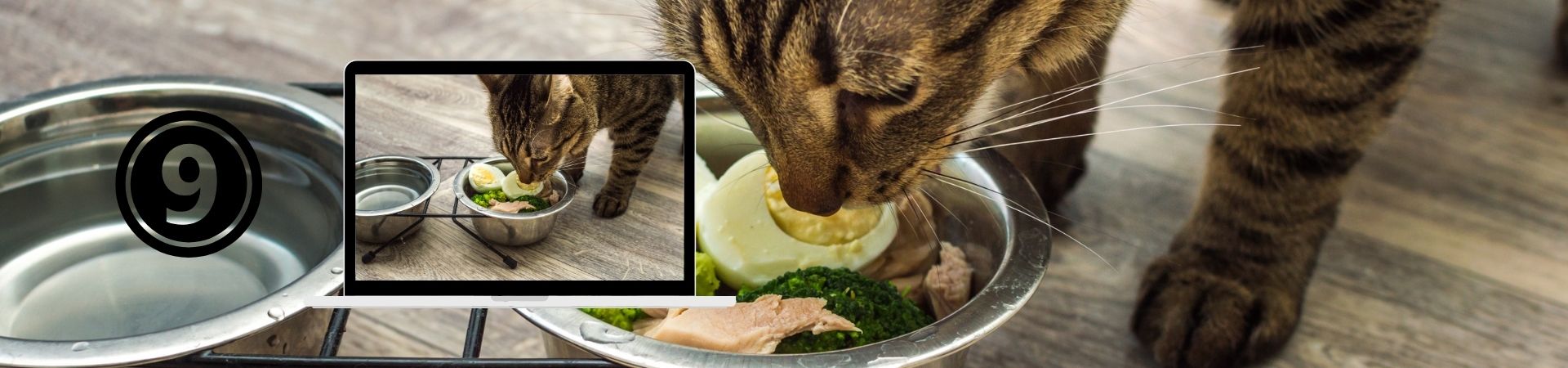 Nutrición felina para una vida saludable – 9. Diferencias entre «carne de..», «proteina de..» y subproductos