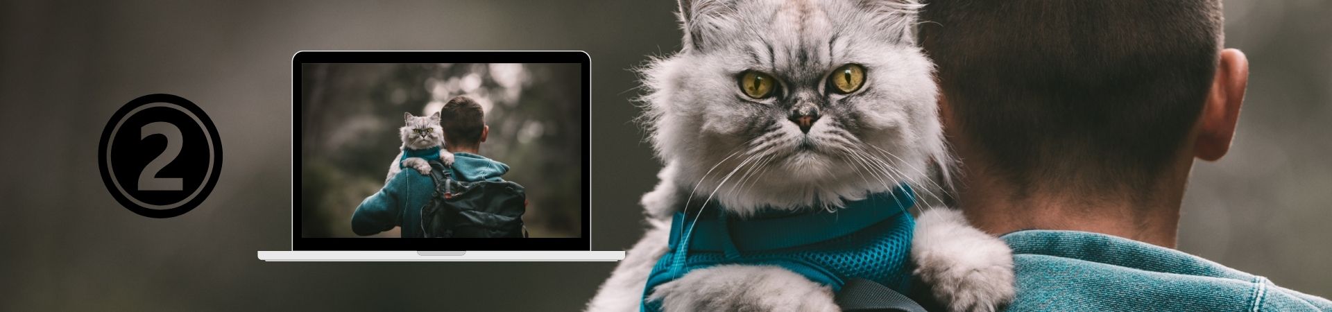 Introducción al comportamiento Felino – 2. El gato como animal de compañía