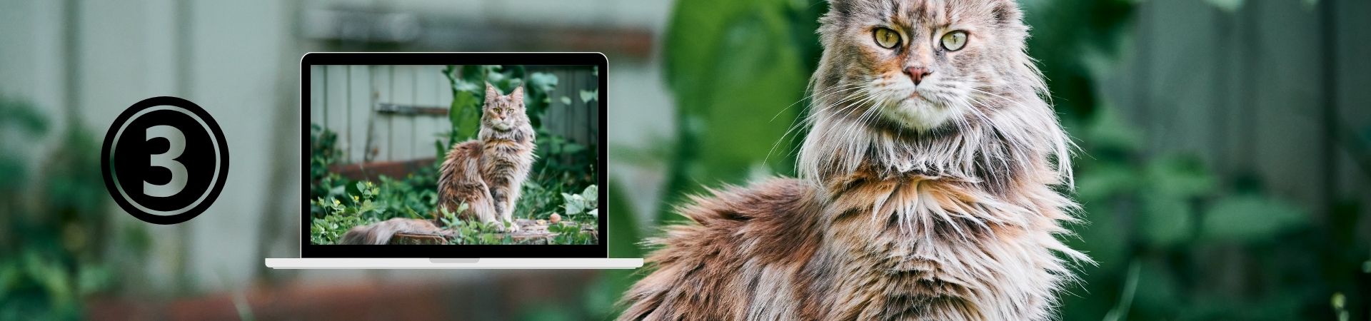 Introducción al comportamiento Felino – 3. El territorio del gato