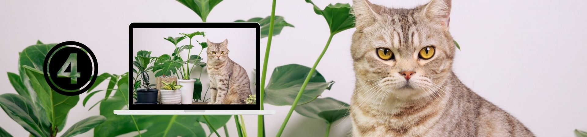 Introducción al comportamiento Felino – 4. Adaptación a la vida indoor