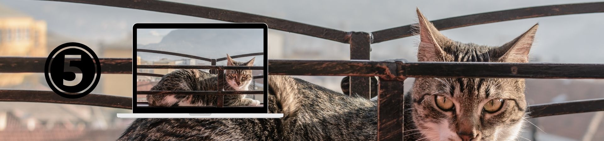 Introducción al comportamiento Felino – 5. Medidas de seguridad en casa y en el exterior