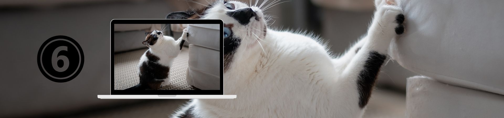 Introducción al comportamiento Felino – 6. Marcaje