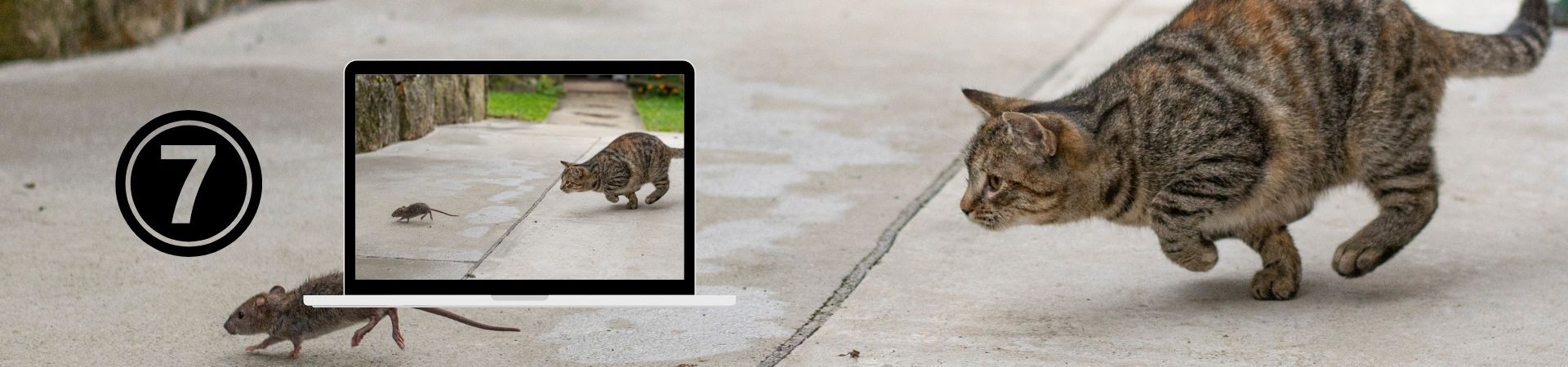 Introducción al comportamiento Felino – 7. La caza fuera y dentro de casa