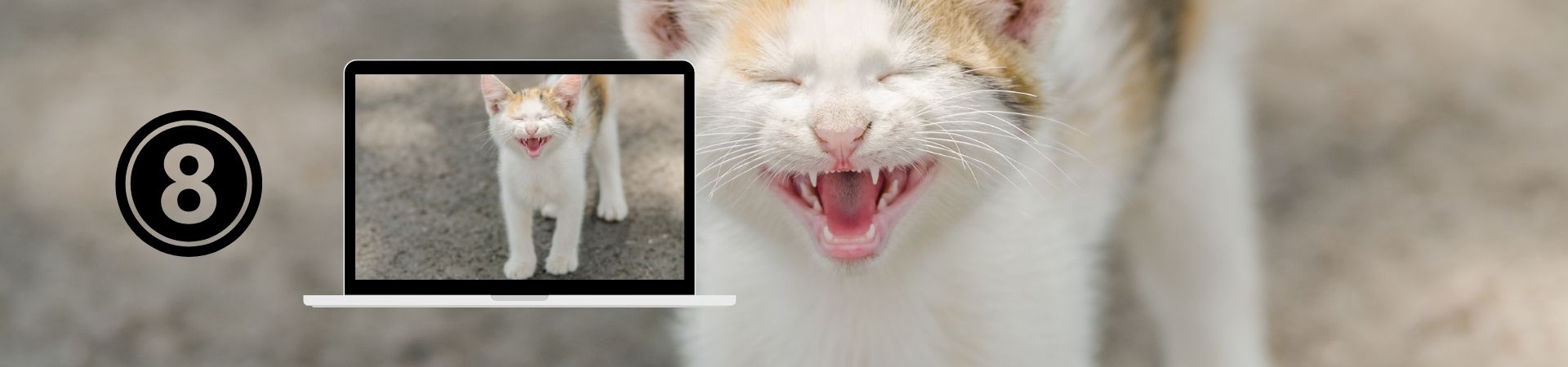 Introducción al comportamiento Felino – 8. Comunicación Felina