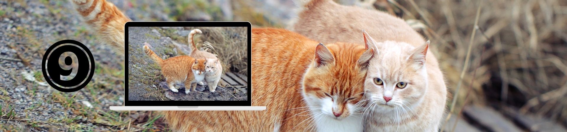 Introducción al comportamiento Felino – 9. Socialización y relaciones interespecíficas