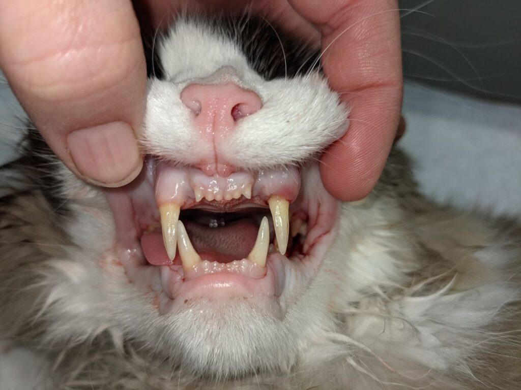 Imagen relacionada con Mejores Pienso para Gatos Sin Dientes: Cómo Cuidar de sus Necesidades Nutricionales