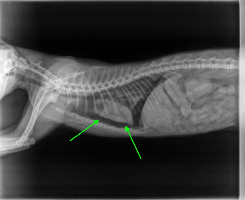 478. Mito 9 - Los gatos siempre caen de pie y no se hacen daño 1 Este gatito cayó de un balcón porque no tenía instaladas medidas de seguridad, en la radiografia las flechas señalan el aire dentro del tórax. Esta lesión demuestra que desgraciadamente los gatos no siempre caen de pie.