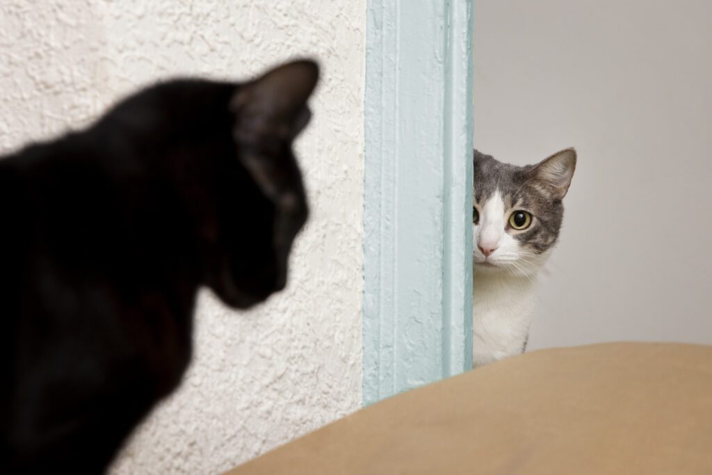 449. La PELIGROSA vuelta a casa 1 Después de volver a casa del veterinario hay tensión en casa