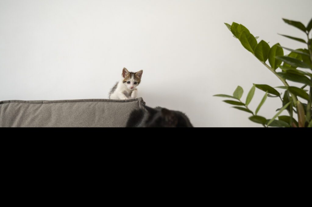 449. La PELIGROSA vuelta a casa 2 Vigilancia entre dos gatos después de volver a casa uno de ellos del veterinario