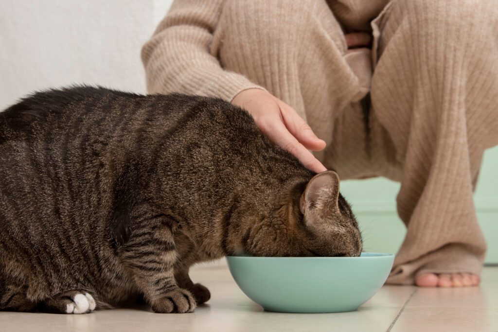 494. Mito 1 - Los gatos pueden vivir bien solo con alimento seco 1 Alimentar a nuestro gato solo con comida seca le provoca un estado de deshidratación constante