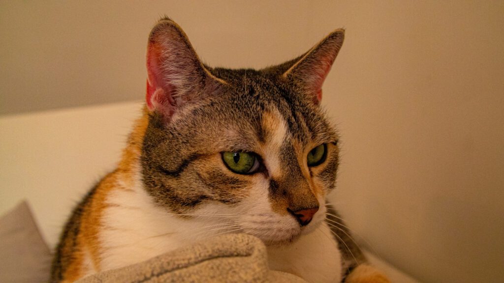 486. Mito 5 - Los gatos tricolores siempre son hembras 3 Antes creías que todos los gatos tricolores siempre son hembras, ahora quizás tienes delante una excepción