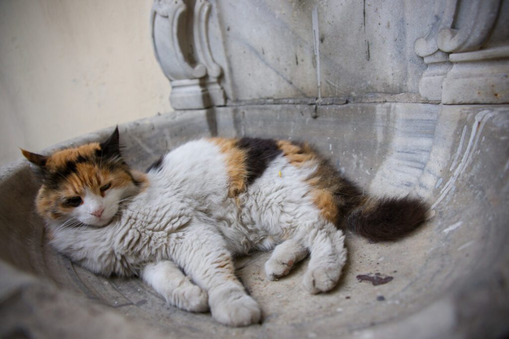 488. La Asesoría de Tito – Amor y apego que ENMASCARAN LA ENFERMEDAD 1 Cunado un gato no muestra su hipertiroidismo enmascarado parece que no haya envejecito aunque se le ve delgado y con el pelo lacio