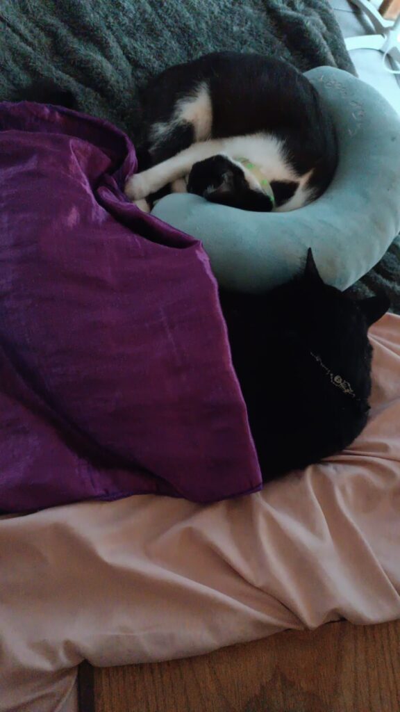 493. La Asesoría de Petto – Una hermanita que no llega en el mejor momento 2 Gemi está siendo aceptada por Petto aunque los cambios en gatos mayores sean algo muy delicado