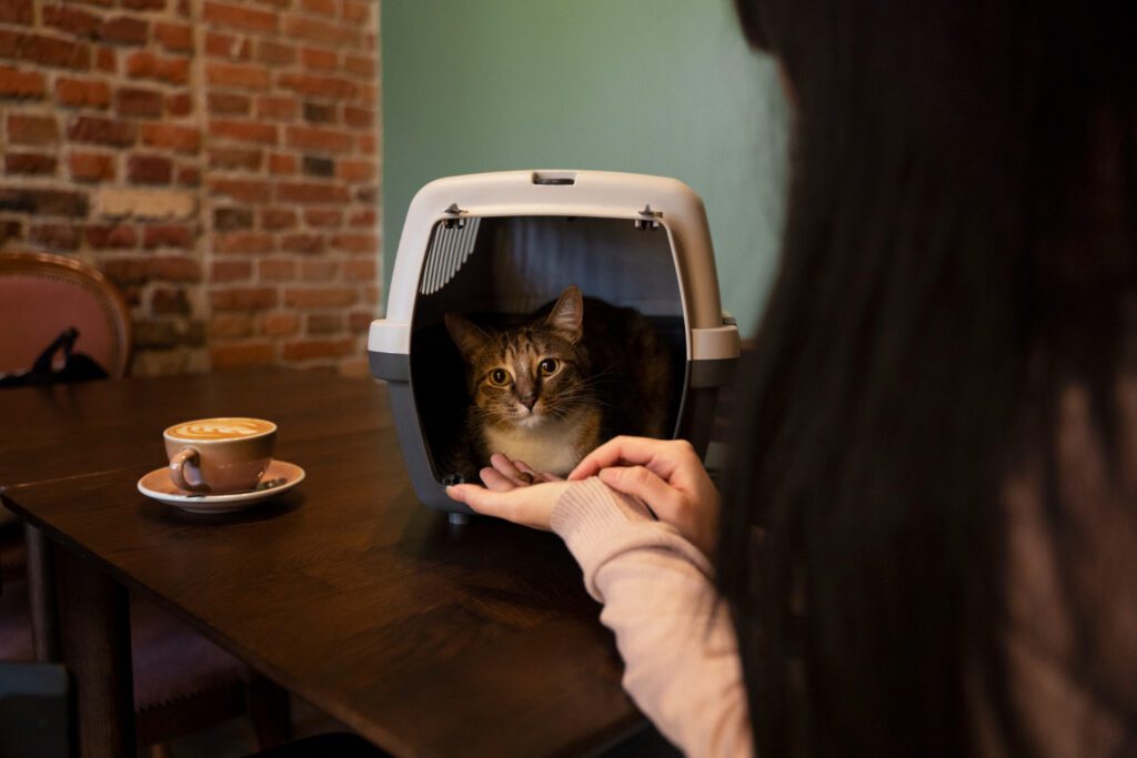 487. Mito 4 - Los gatos son traicioneros, los gatos no se pueden educar 1 Hay quien aún cree que los gatos no se pueden educar para que estén cómodos en el transportín, esas personas aún no han usado el lenguaje felino