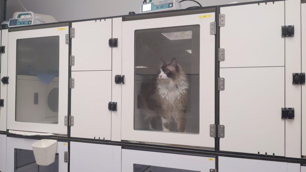 483. Mito 7 - Los gatos no necesitan ir al veterinario si los ves bien 1 Los gatos no necesitan ir al veterinario si vinen con una veterinaria.. ¡falso! Pupusito también va a la clínica