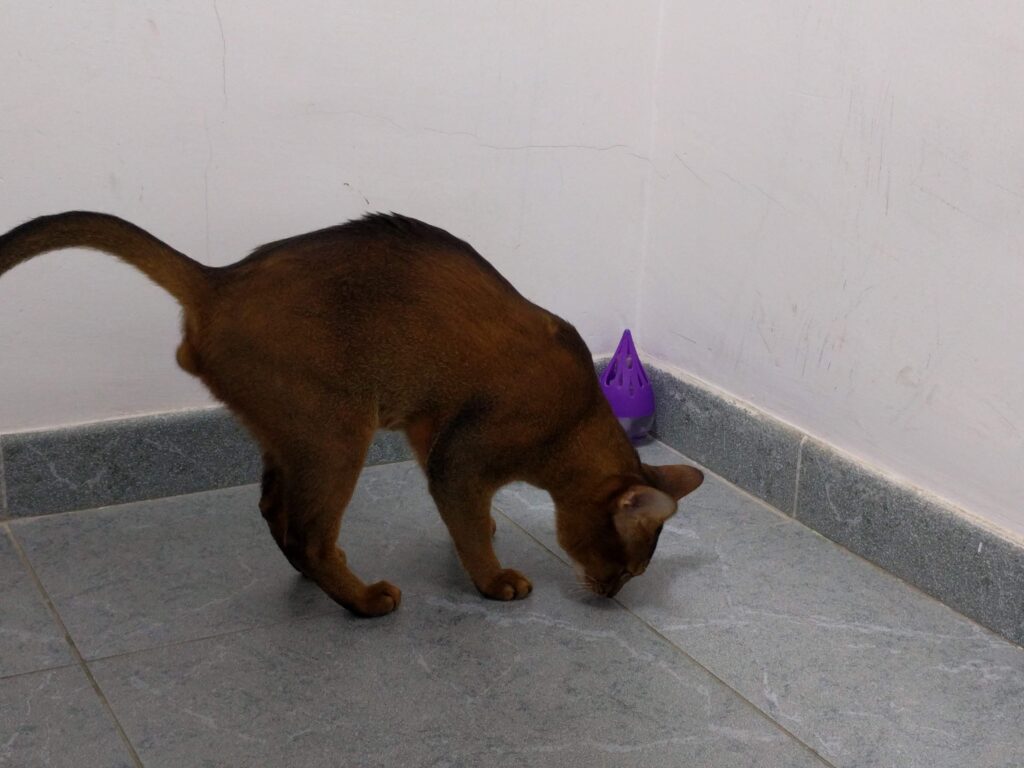 485. Mito 6 - Si un gato vive dentro de casa, no necesita vacunas ni antiparasitarios 1 Oler el suelo de casa es un comportamiento que puede favorecer el contagio de enfermedades sobre todo si crees que tu gato no necesita vacunas ni antiparasitarios