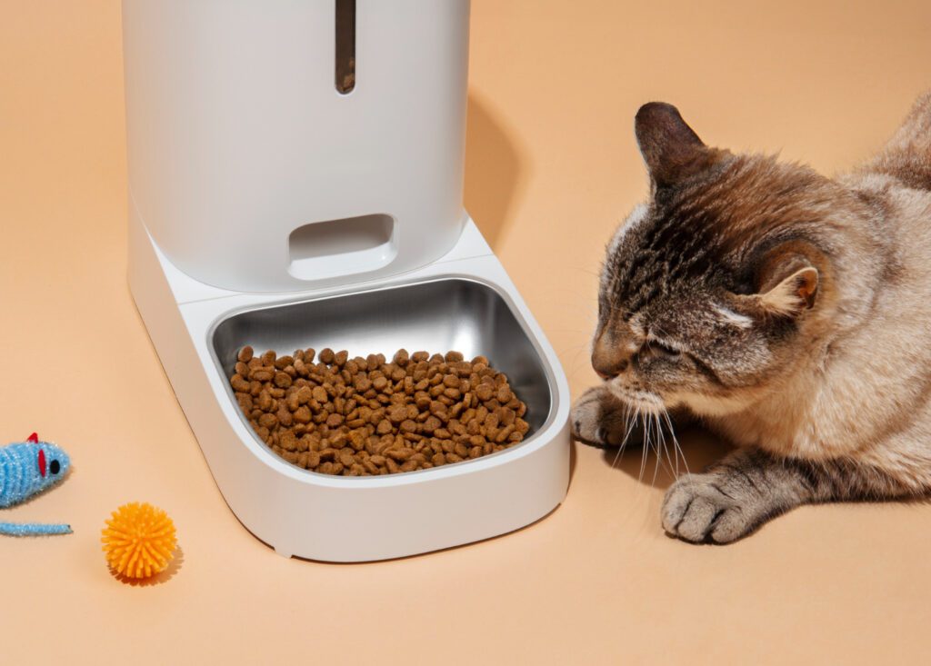 494. Mito 1 - Los gatos pueden vivir bien solo con alimento seco 2 Si puediera escoger ¿crees que quería solo alimento seco?.jpg