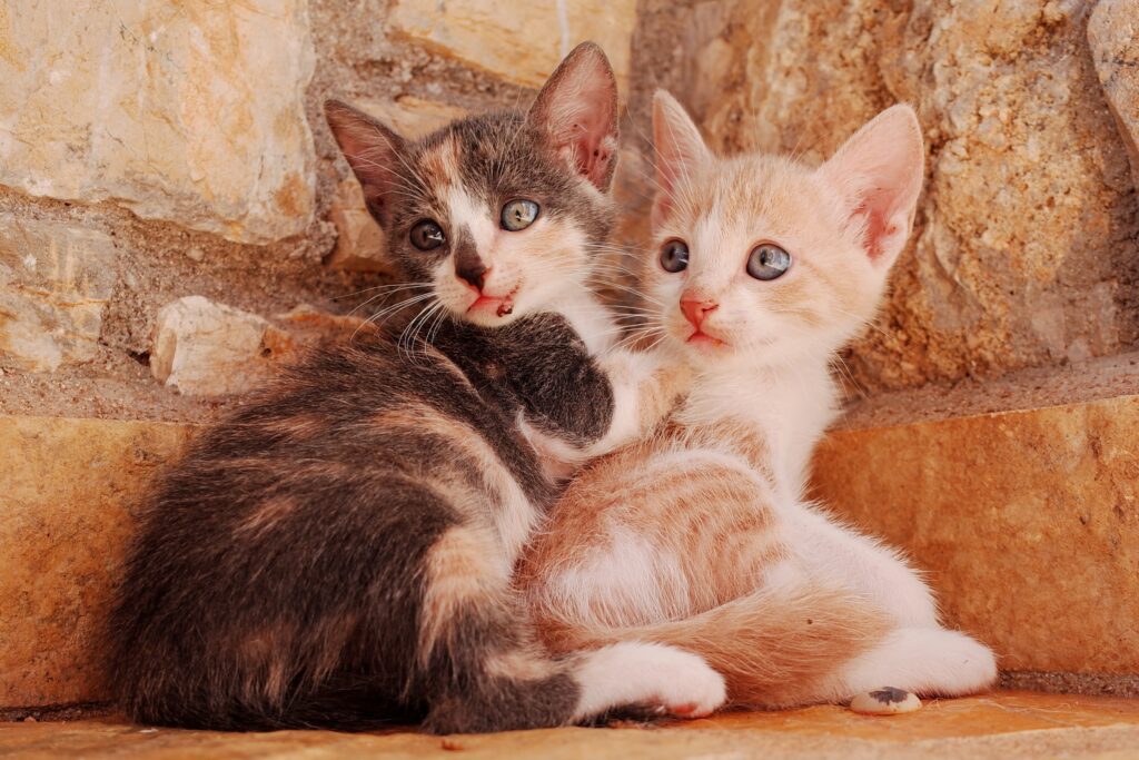 476. Mito 10 - Las gatas deben tener una camada antes de esterilizarse 1 Tener una camada antes de esterilizarse no beneficia a las gatas