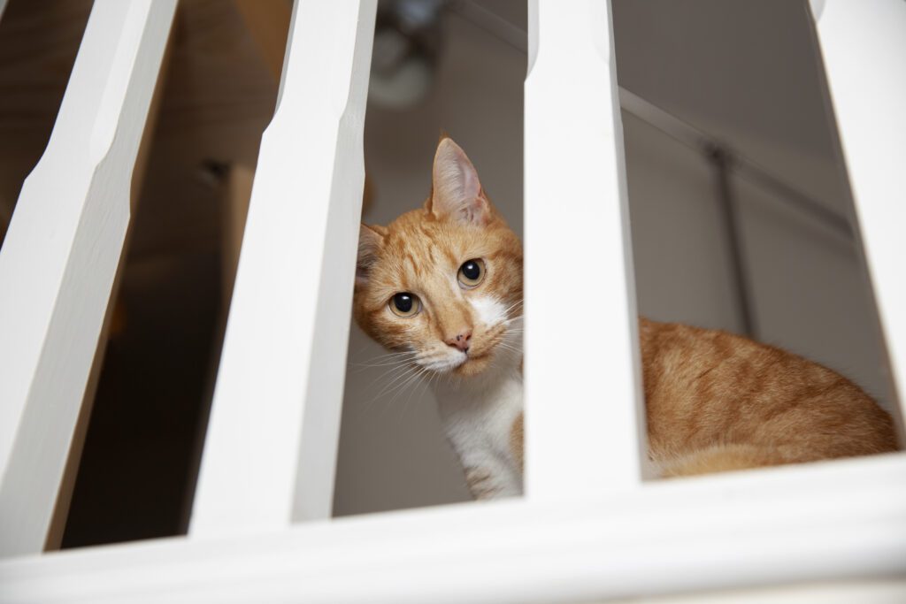 484. La Asesoría de Marie - Está aburrida de estar en casa 1 Un gato aburrido en casa puede que se sienta como si estuviera en una prisión