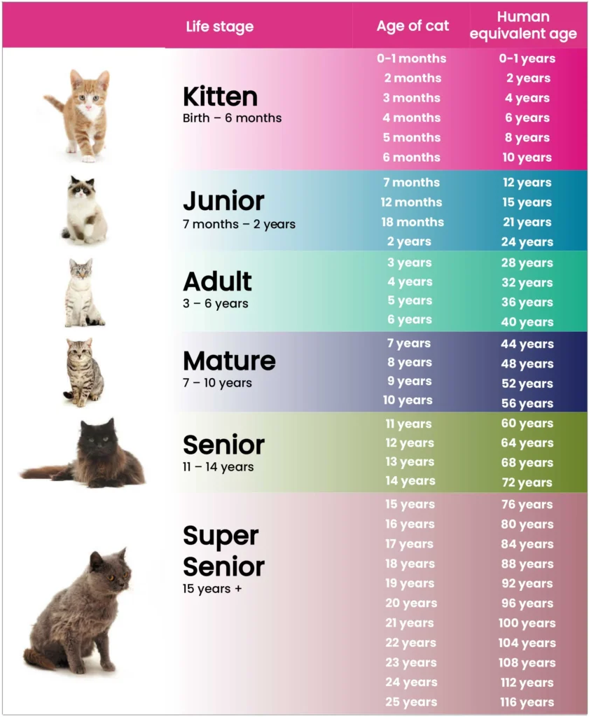 493. La Asesoría de Petto – Una hermanita que no llega en el mejor momento 1 conoce la edad de tu gato para saber si los cambios en gatos mayores es algo de lo que debes preocuparte
