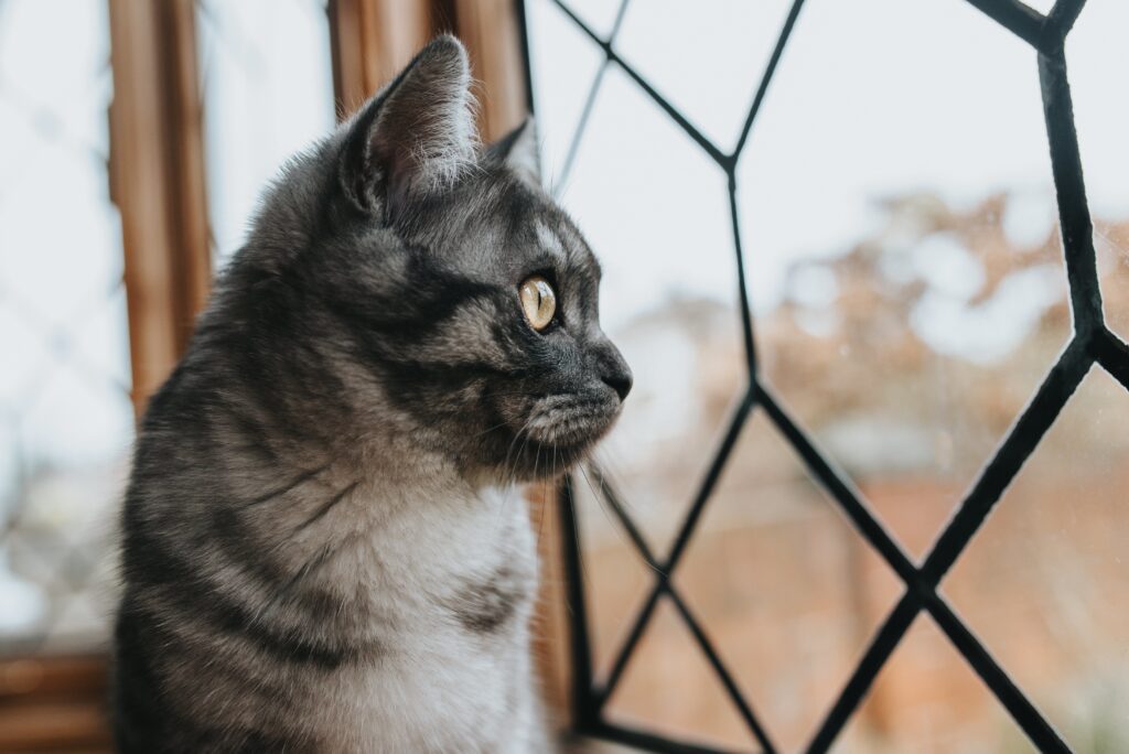 482. La Asesoría de Reina - No le gustan sus vecinos 2 Un gato con problemas territoriales puede estresarse mucho frente a una ventana