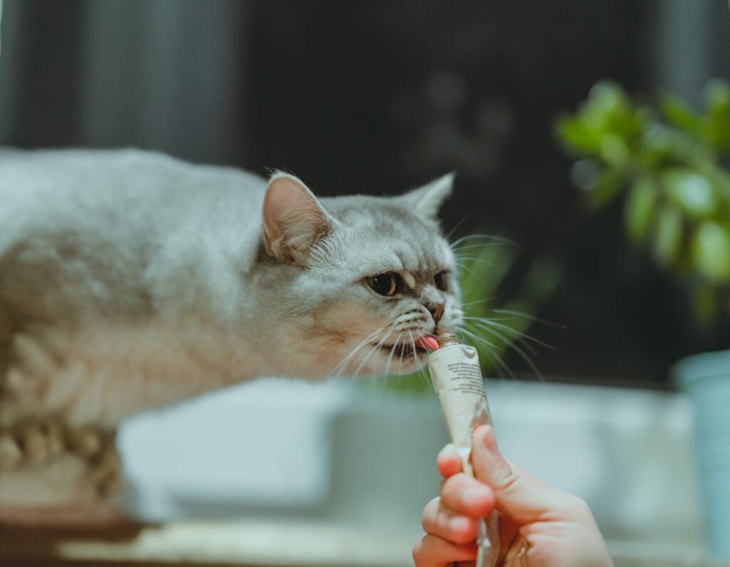 498. Las propiedades “mágicas” del pollo 1 Algunas maltas y suplementos para gatos llevan pollo como saborizante