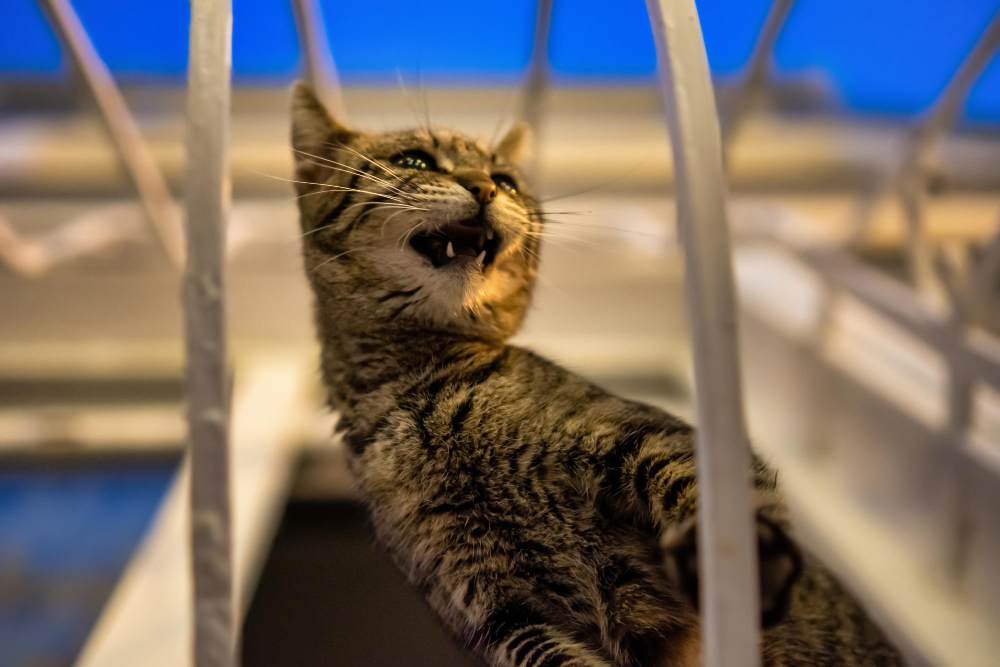 516. TRATAMIENTO DE FIV: la enfermedad de enfermedades 2 Antes de implantar un tratamiento de fiv hay que asegurarse de que no se trata de un falso positivo
