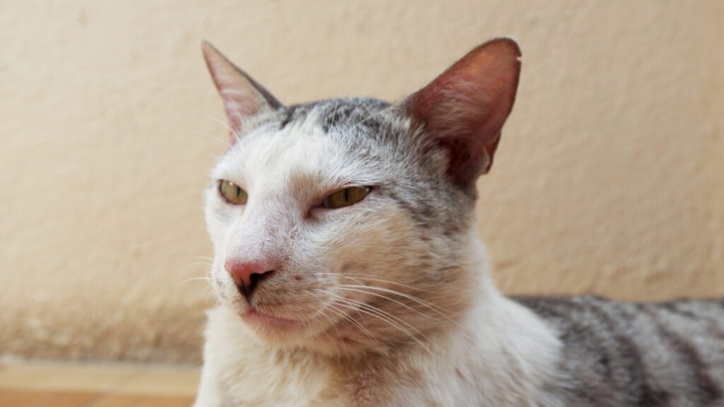 496. El pipí de tu gato huele demasiado a pipí 2 El olor de la orina de un gato macho no castrado es muchísimo más intenso que si está castrado