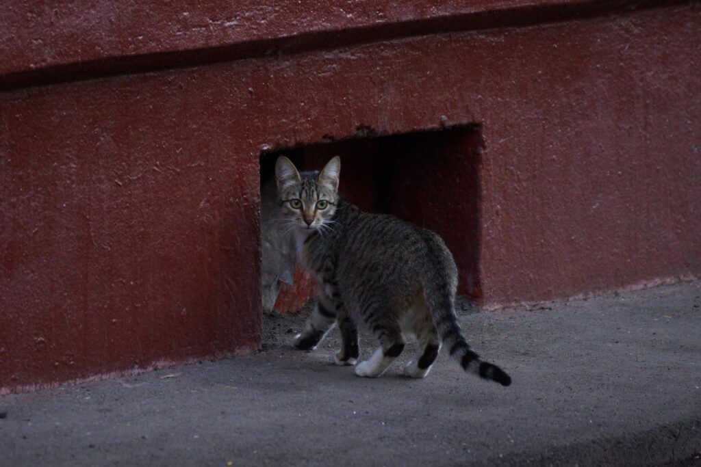 497. Preguntas y acercarse a gatos comunitarios 1 La ternura de un gato comunitario que se acerca para conocerte es irresistible