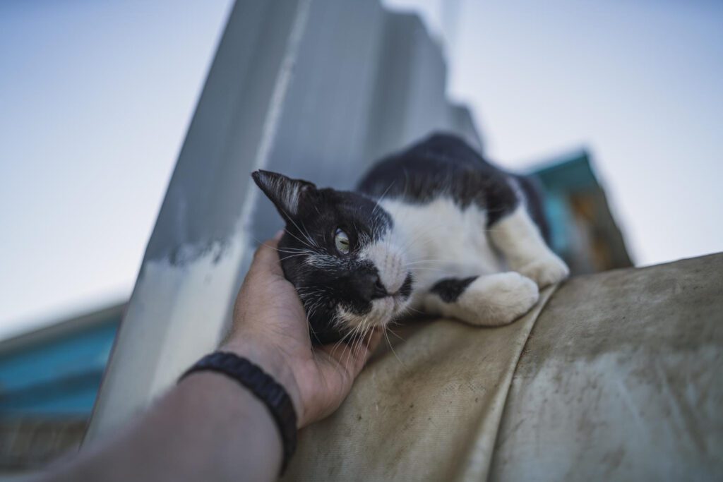 497. Preguntas y acercarse a gatos comunitarios 2 Los gatos comunitarios acostumbran a tener buen carácter pero algnos pueden mostrar miedo al principio