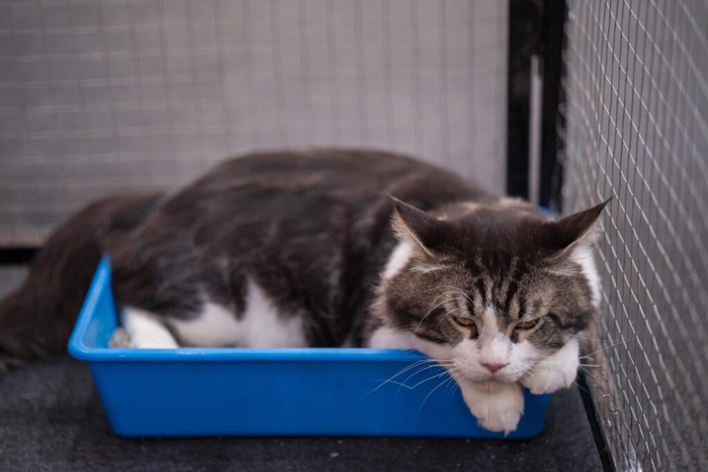 496. El pipí de tu gato huele demasiado a pipí 1 Si tu gato no cabe en el arenero todo él hará olor a orina