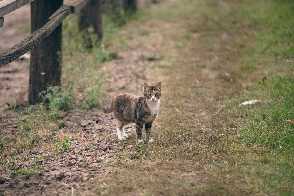 516. TRATAMIENTO DE FIV: la enfermedad de enfermedades 1 Un gato que sale al exterior va a tener más dificultades para hacer un buen tratamiento de fiv que uno que no sale
