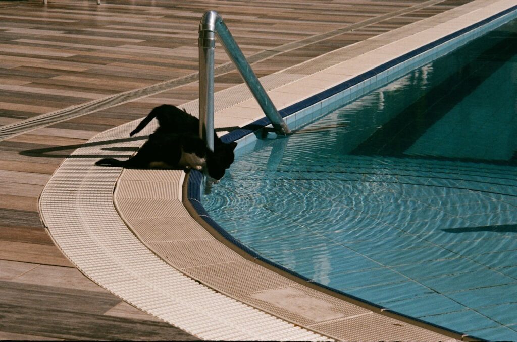 513. Prevenir la FORMACIÓN DE CRISTALES en la orina de tu gato 1 beber una buena cantidad de agua a diario es vital para evitar la formación de cristales