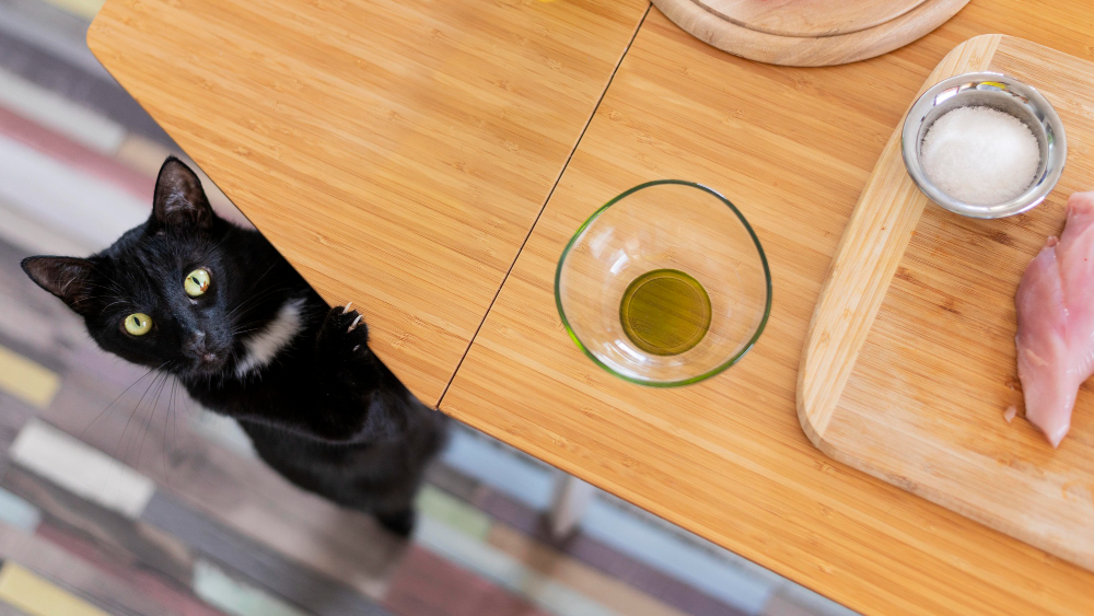 508. Nutrición específica para gatos mayores con PROBLEMAS ARTICULARES 1 La alimentación para gatos con problemas articulares es muy específica
