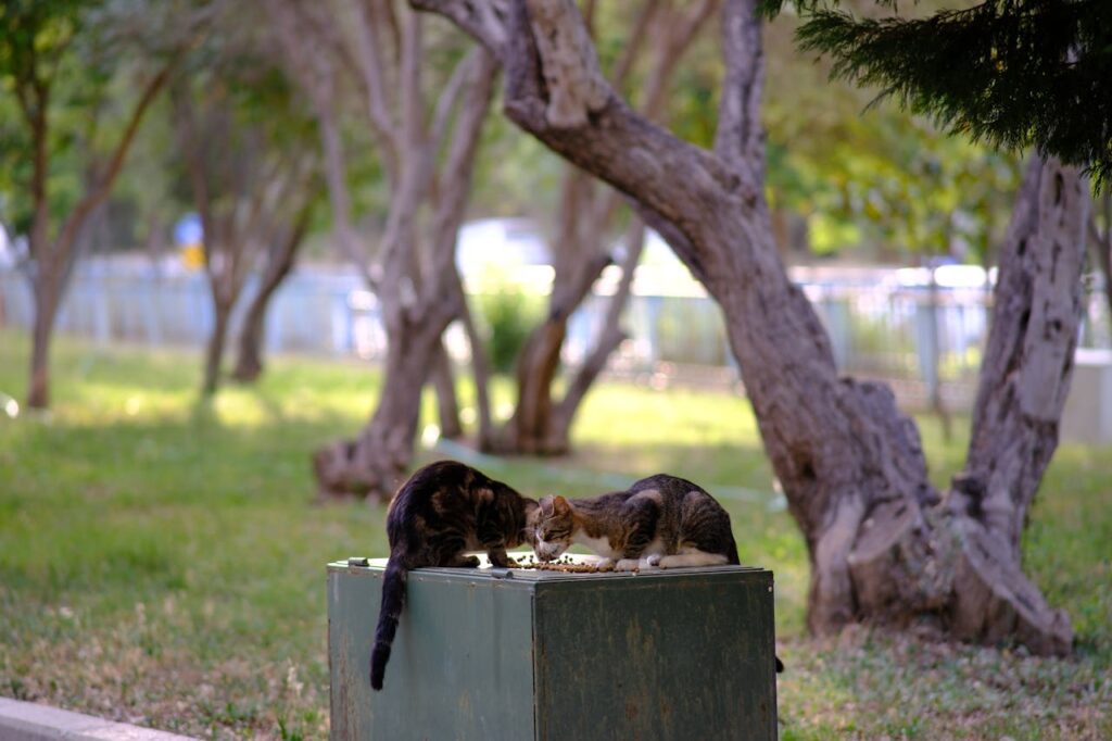 508. Nutrición específica para gatos mayores con PROBLEMAS ARTICULARES 2 Los gatos ferales con problemas articulares a veces no reciben la alimentación que necesitarían